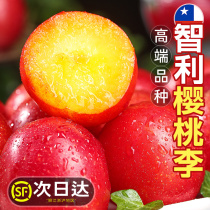 Chilean Import Cherry Plum 5 Catty Fresh Fruit When Season Full Box Pregnant Woman High-end Fruit Sweet Cherry Plum