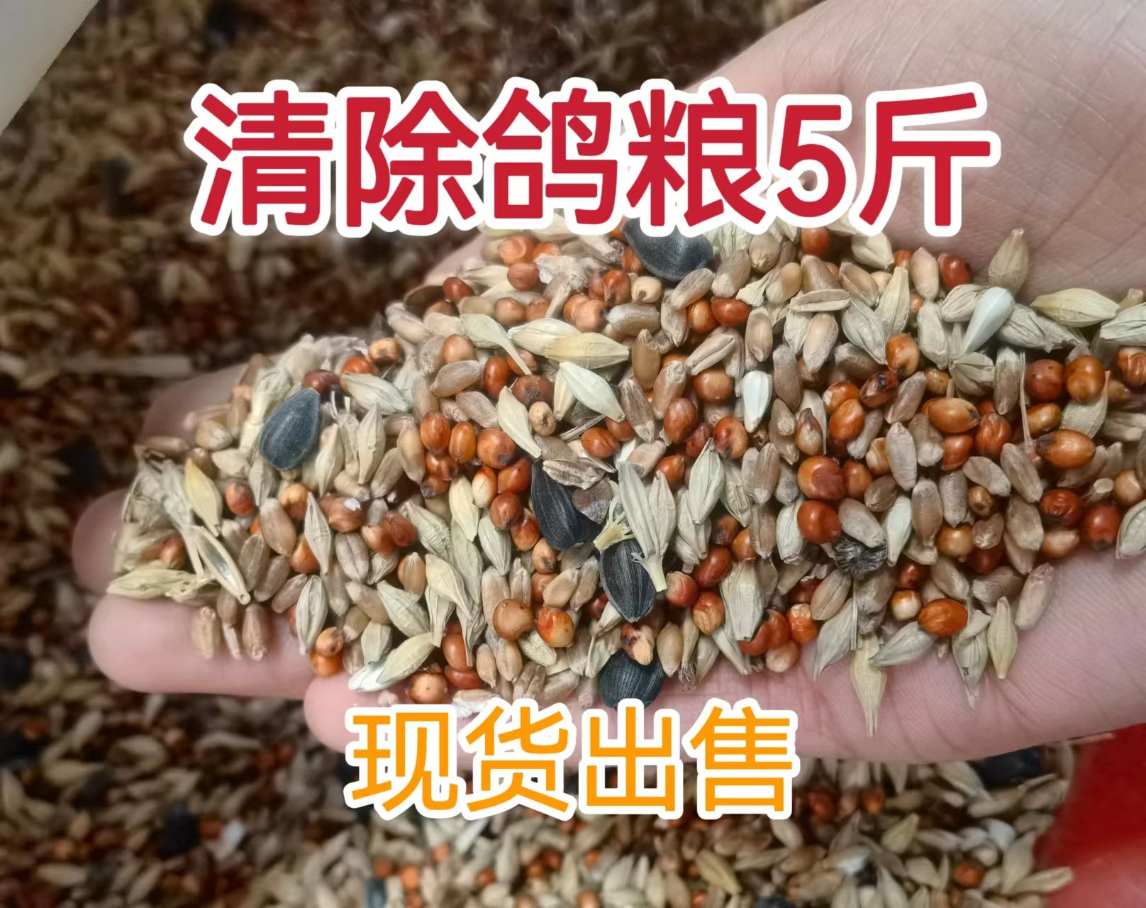 5 pounds of pigeon to remove feed pigeon for hair - changing periods for pigeon grain to watch pigeon dove food