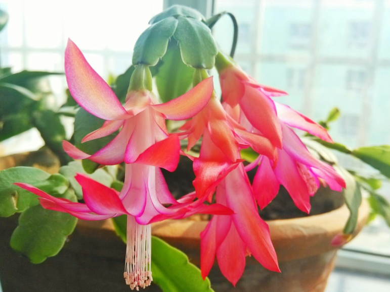 蟹爪兰不开花?只需这一招变成花球!
