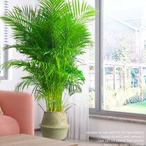 Loose-tailed sunflower potted large plant indoor suction formaldehyde anchoytail bamboo good raising living room office to purify the air green plant