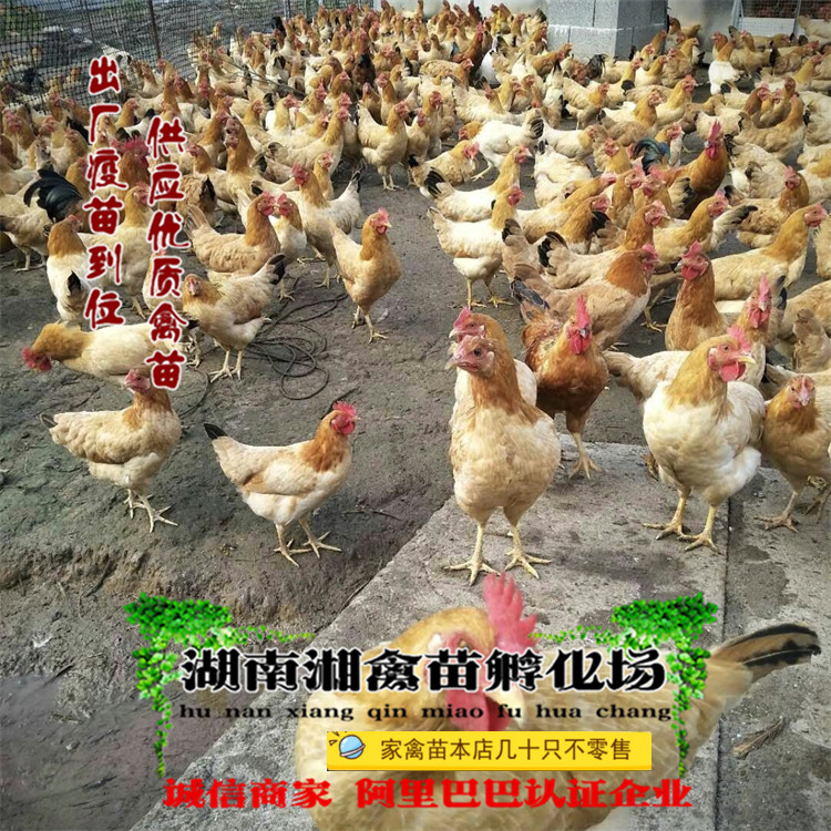 在家也能养出好土鸡!🚀 宠物小鸡苏禽鸡活苗🌟-宠物鸡-淘宝好物网