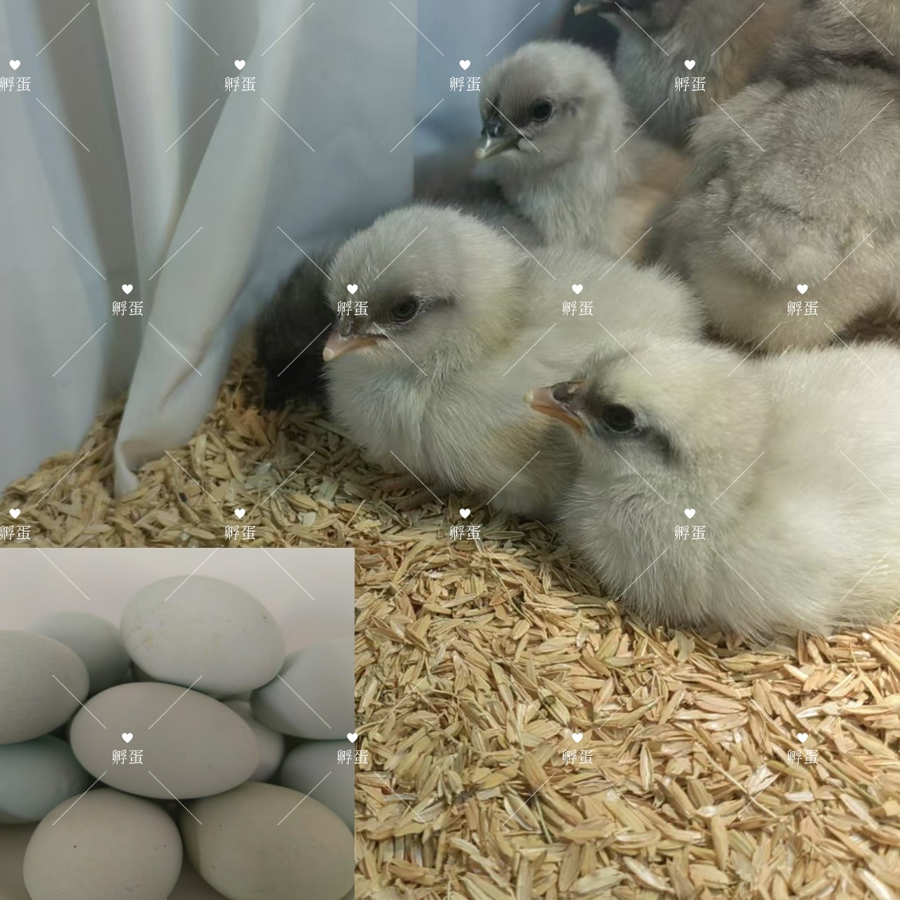 鸡蛋界的“绿宝石”!瓦灰鸡绿壳鸡蛋孵小鸡,顺丰到家 🐣 -宠物鸡-淘宝好物网