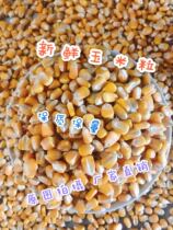 2020 Grain Farmers 20 Jin Corn Pigeon Grain Brewery Chicken Duck Goose and other feed Nest Fish 19 provinces