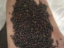 Ten catties of fresh rapeseed high quality bird grain pigeon food tiger skin Dudan parrot food hibiscus bird Jade Bird feed