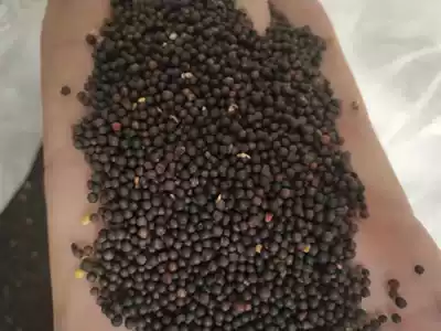 Ten pounds of fresh rapeseed high-quality bird food Pigeon food Tiger Pidudan parrot food Hibiscus bird jade bird feed