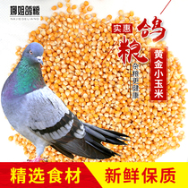 10 Jin gold small corn bird food Racing feed letter watching pigeon grain competition special 19 provinces