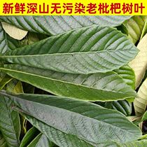 Loquat leaves fresh wild loquat leaves 500g ready-picked edible loquat leaves traditional Chinese medicine tea loquat ointment raw materials