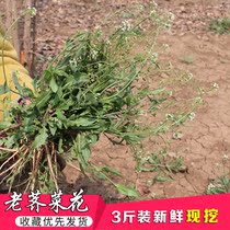 3kg of fresh wild old shepherds purse flowers ground vegetables roots whole plants March 3 boiled eggs wild vegetables now dug and found