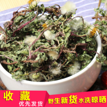 Dandelion wild fresh leaves with roots and dried pure Pentin natural premium whole grass flower tea 500g