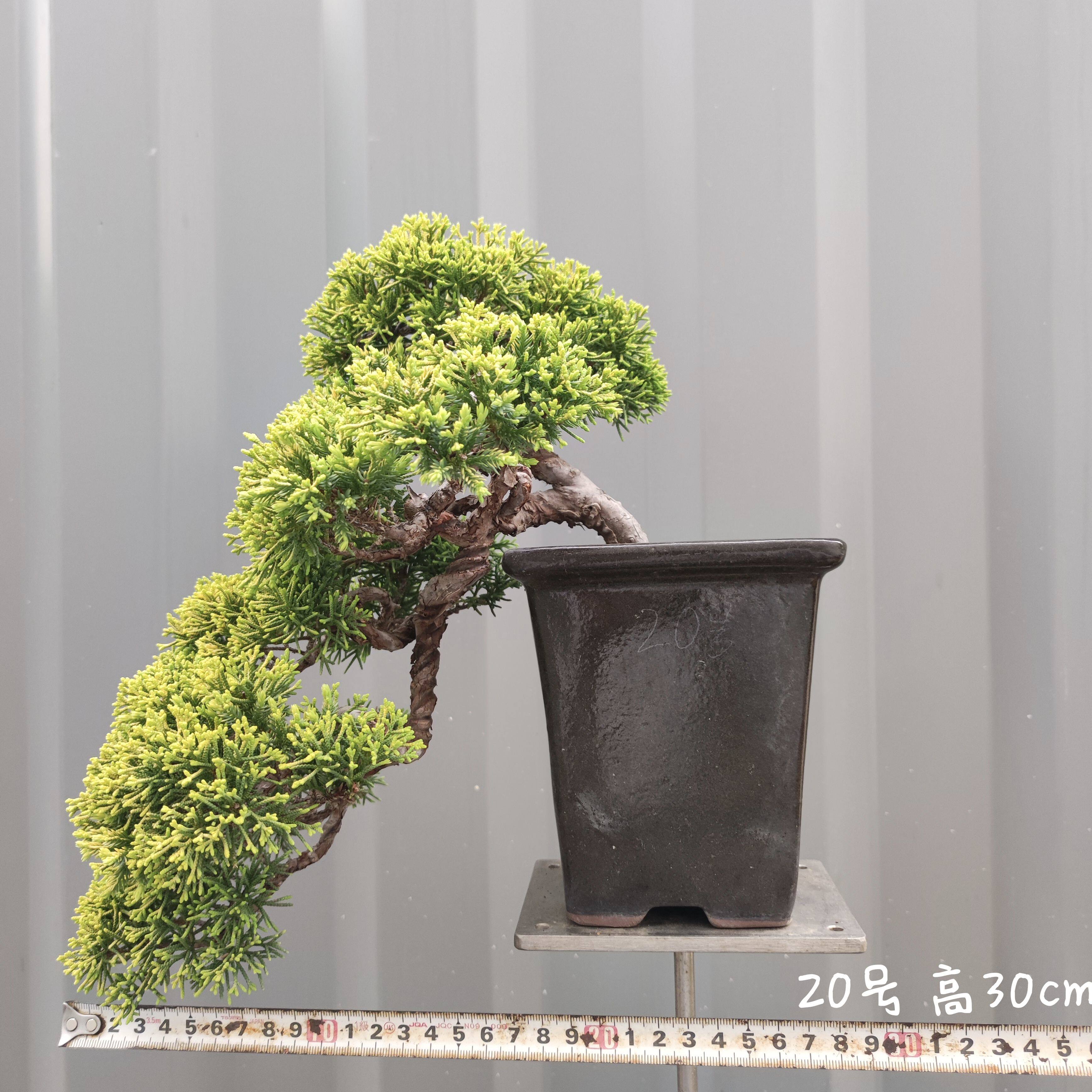 盆栽　黄金真柏