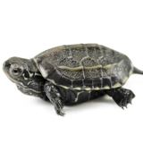 Китайская черепаха Маленькая черепаха живые тела бразильские саженцы домашняя вода Золотая линия черепаха Живая чернила черепаха саженцы черепах