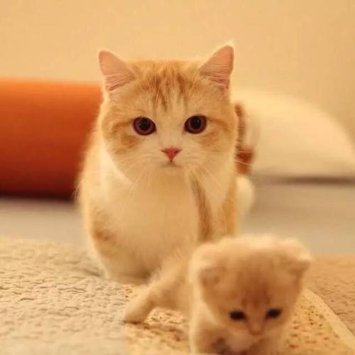 Chinese Fields Garden Cat Orange Cat Cute Beaver Cat Black White Cat Dairy Cow Short Cat Cat Live Young Cat Cub Pet Little Cute