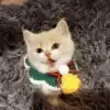 Live orange cat Domestic cat Raccoon Flower cat Chinese pastoral cat kitten Rat cat Earth cat Cow cat kitten