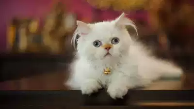 Live lion cat Long-haired cat Linqing pure white blue-eyed Mandarin duck-eyed cubs cute domestic cat Pastoral cat