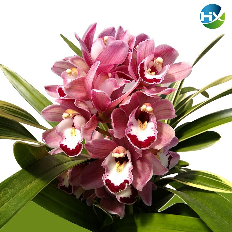 Ball-and-land potted plants with floral fragrant vines with flower pots planted with flowers and plants Home Cultivation Flowers Indoor Easy To Hang Flowers Green Leafy Green Leaves