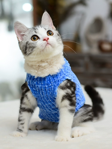 Момо -кошачья одежда ручной работы подражает норковой волосам теплый жилет