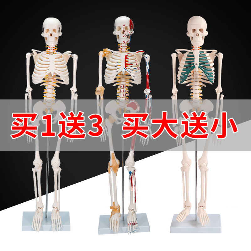 Medical skull crest vertebra medical skeleton skeleton standard whole body intervertebral disc bone model adult human hospital