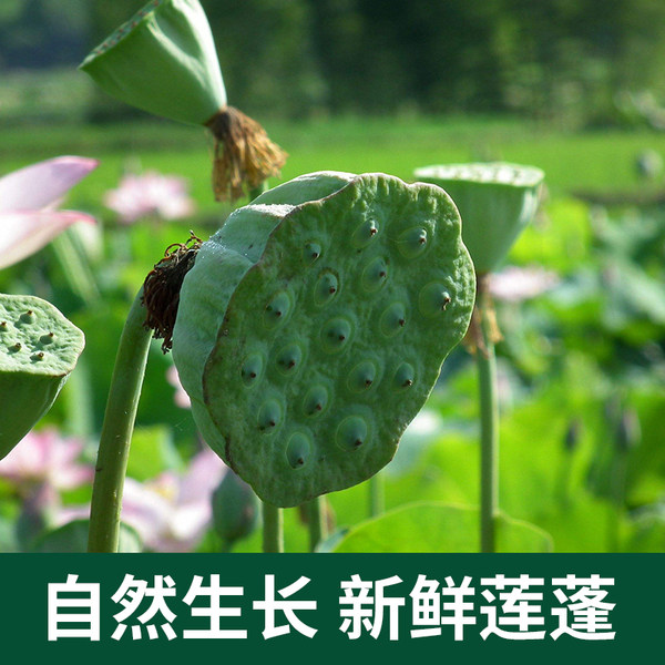 南山阳药 新鲜莲蓬鲜莲子 3斤 天猫优惠券折后￥19.8包邮（￥24.8-5）