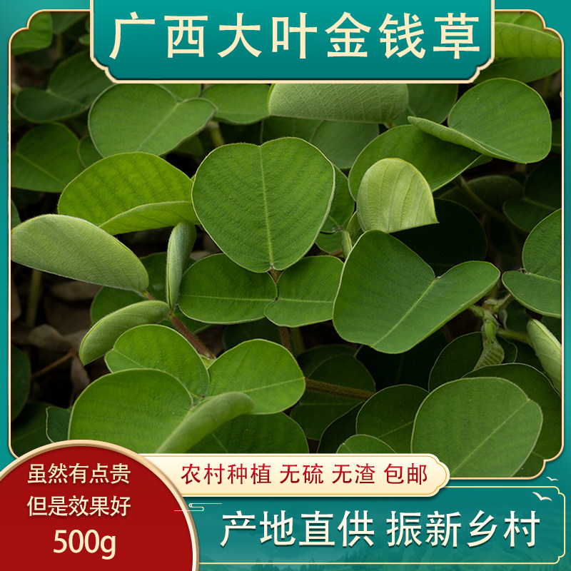 Guangxi Large Leaf Gold Money Grass Fresh Wild Wide Gold Money Grass Bubble Water Platoon Lysos Dry Fossil Kidney Natural 500g