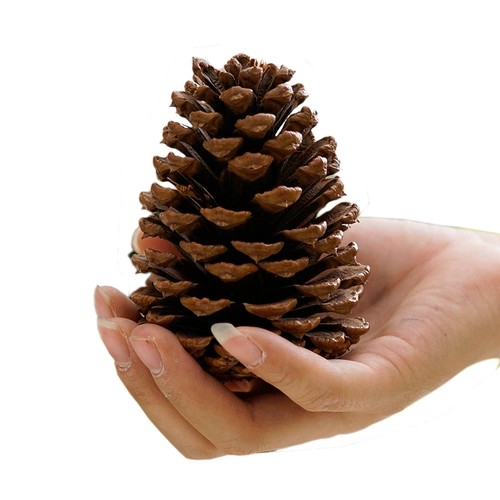 Большой натуральный острый сушеный сосна высушенные в цветочных ветвях Домашние цветочные материалы Материал натуральные кедровые фрукты Фрукты Фрукты Декоративные Цветы