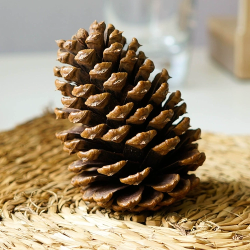 Большой натуральный острый сушеный сосна высушенные в цветочных ветвях Домашние цветочные материалы Материал натуральные кедровые фрукты Фрукты Фрукты Декоративные Цветы