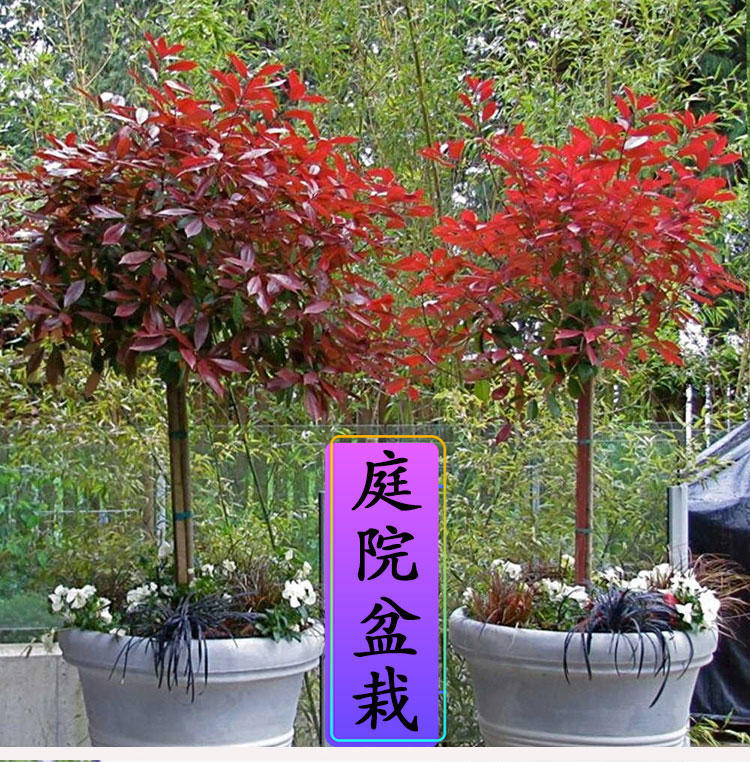 苗木批发行业最新动态