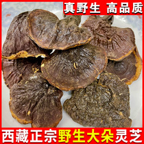 Tibetan wild Lingzhi Lingzhi Lingzhi Lingzhi Dry Goods of Lucid Lucid Lucid and Lucid Lucid and Whole Branches of a Whole Branch
