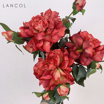 Lancol Eurostyle Retro Simulation Flowers Dark Red Large Peony Living Room Table Putting Flowers Wedding of Fancy Silk Flowers Fake Flowers