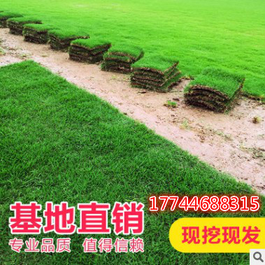 Garden green lawn turf belt soil belt Mud Green grass Manila four seasons grass belt Earth real turf