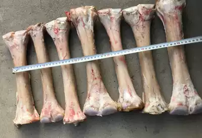 Camel leg bone camel bone raw material calf bone raw material carving raw material 