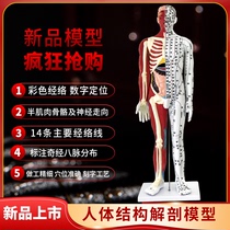 85cm Semi-Muscle Acupuncture Acupoint Human Body Model Body body Domestic large Chinese Medicine twelve Meridian Diagram Anatomical Model