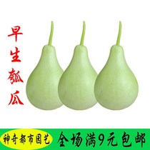 Early birth Gourmelon Seeds Vegetable Seeds Spring Seed of Gourds Seeds High Yield Melon And Fruit Seed Balcony