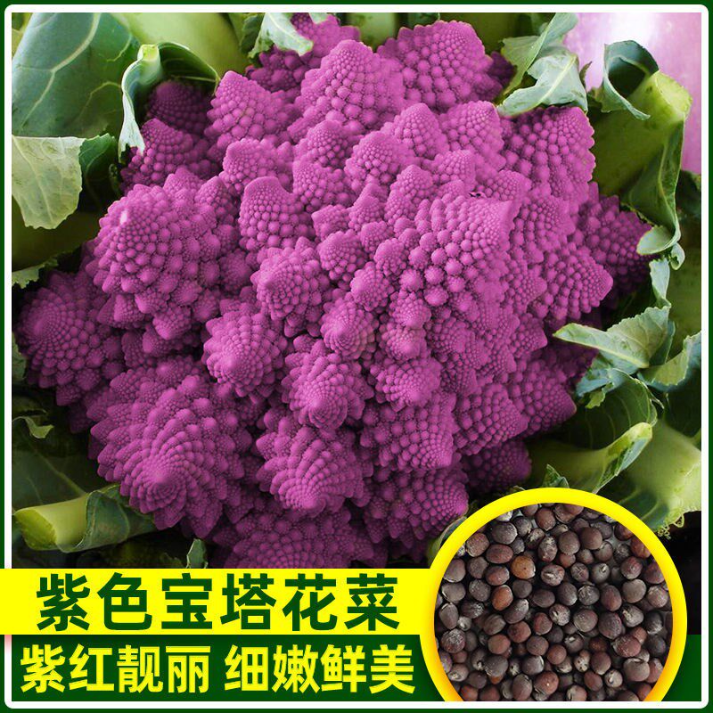 紫色宝塔花菜种子国产黄绿紫西籽彩色花椰菜蔬菜种孑