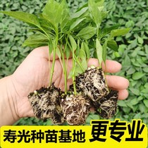 Chili Fry with earth Chater Pepper Super Spicy vegetable Miao Large full-thin leather pretzels Pepper Spike peppers Peppers Seeds Chili Seedlings