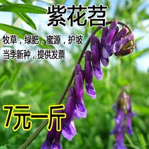 High Quality Orchard Cultivation Green Manure Seed Pasture Grass Seed Light Leaf Purple Flower sweet potato Grass Seed Wild Pea Seed