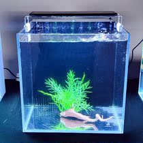 Gold crystal to pure glass back filter small ultra-permeable branch teeth thunder dragon stream goldfish seawater South American desktop small fish tank
