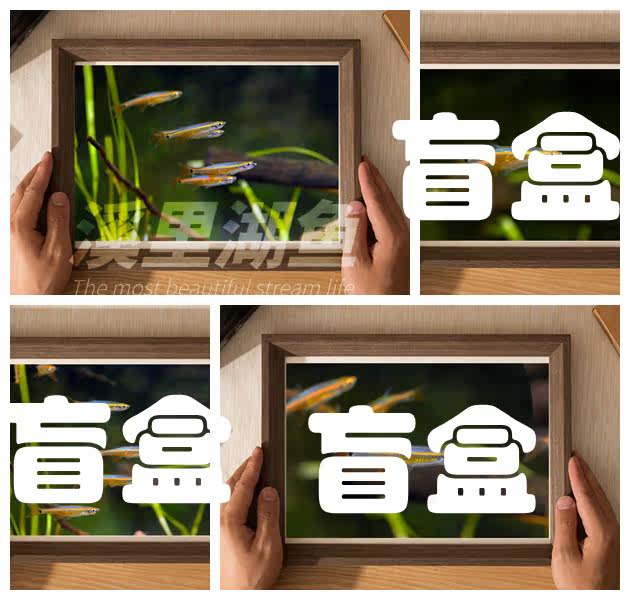 Seaweed, Goby, Native Fish, Carp, Blind Box Package, Hanging Picture