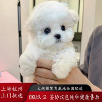 Purebred Bichon Frize Puppies Small Flying Ears Bichon Frize Ultra Small Non-Shedding Teacup Puppies Live Pet Dogs