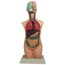 Shanghai teaching juvenile human body half-body model male biomedical teaching equipment physiological health teaching aids