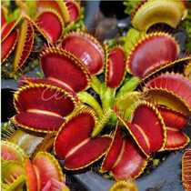 20pcslot for Venus Fly Trap Flower Seeds Dionaea Muscipula