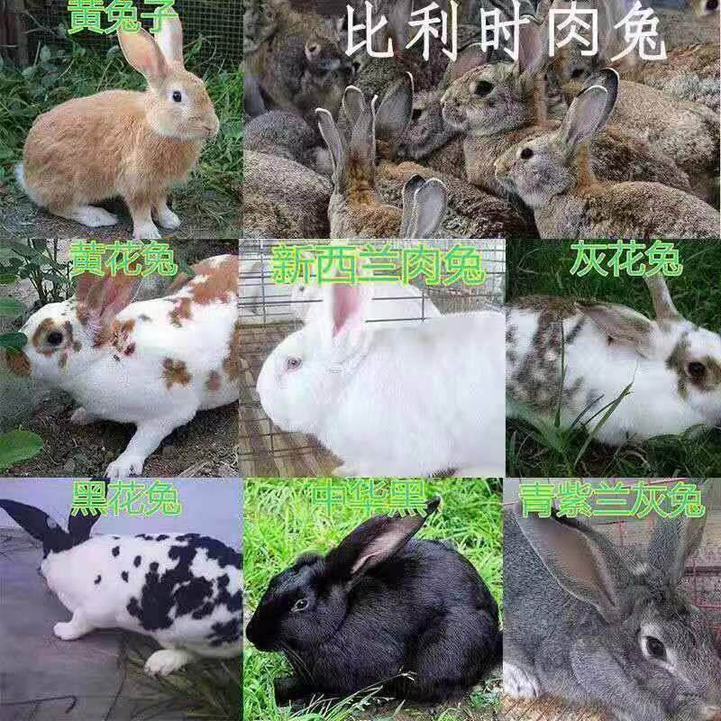 新西兰兔&比利时兔一公一母套装：月月兔繁殖计划，开启你的养兔生活！-兔-淘宝好物网