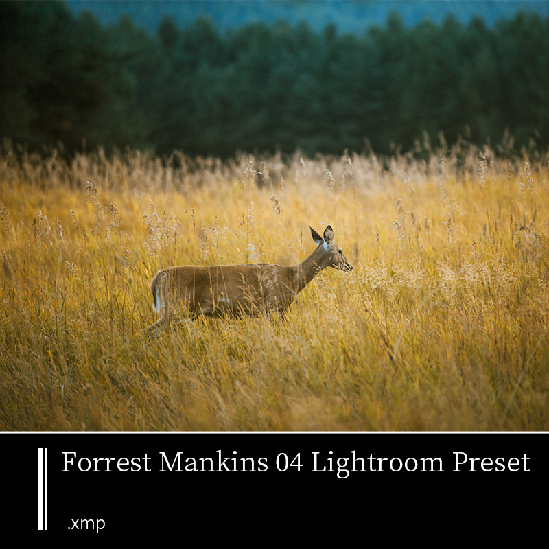 Forrestman Gings Lr Lightroom Portrait Natural Scenery Travel Photography Photo Preset Filters Forrestman Gings Lr Lightroom Portrait Natural Scenery Travel Photography Photo Preset Filters