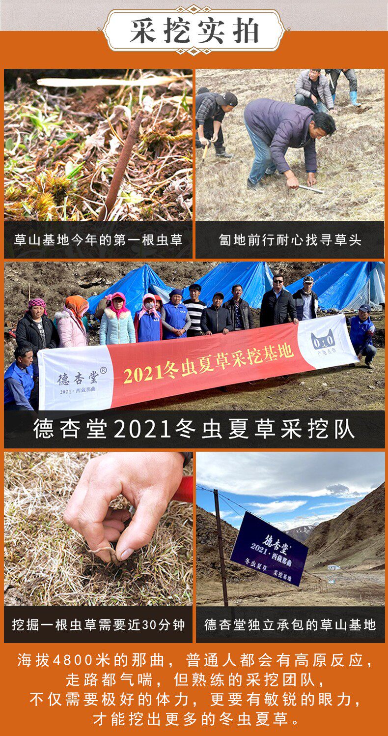 百年老字号 德杏堂 DeXingHall 2021头期新草 西藏那曲 冬虫夏草 1根 图4