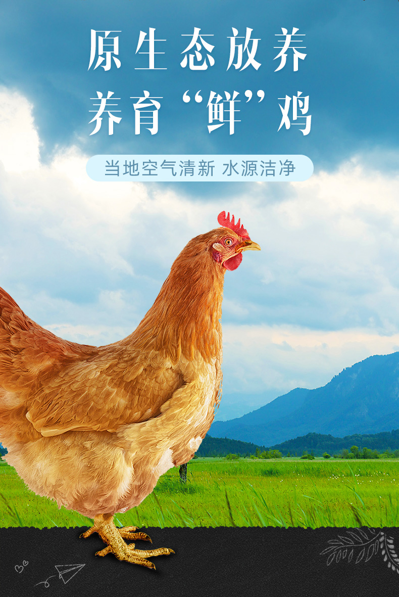 新鲜现杀三黄鸡 950g*2只 图2