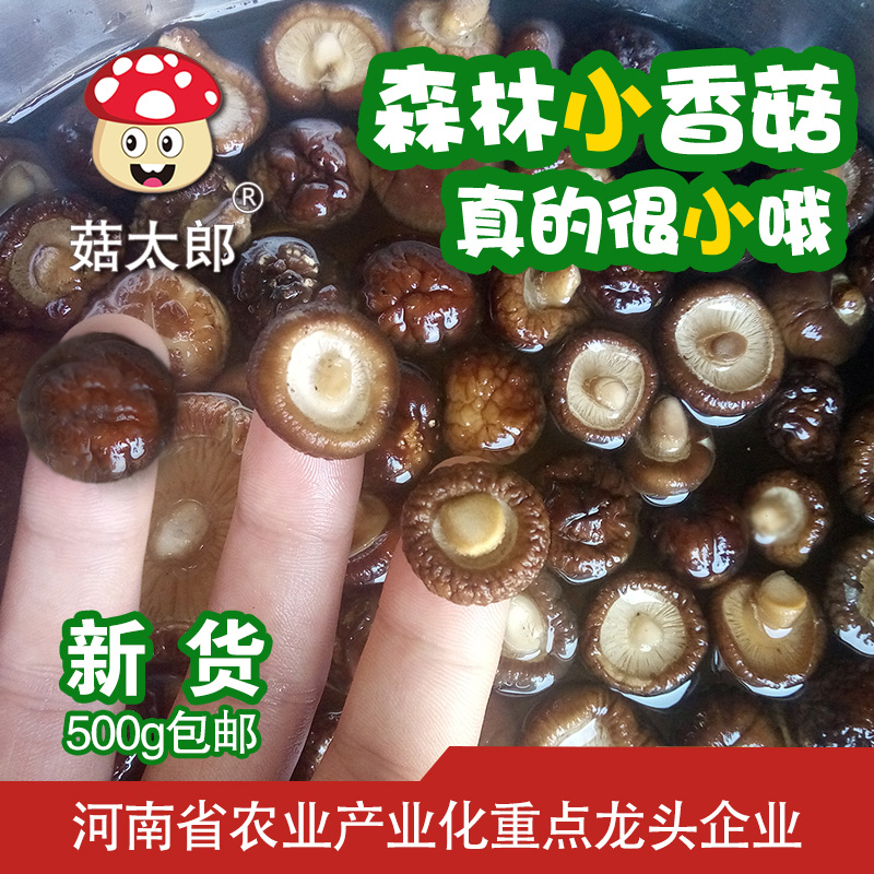 Mushrooms Taro Small Shiitake Mushrooms Dry Stock Special Mushrooms 500g New Goods Money Mushrooms Mini Winter Mushrooms Pearl Mushrooms Wholesale-Taobao