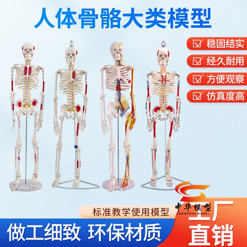 85cm人体骨骼模型 骨架正骨健身房瑜伽展示教学 仿真小白骷髅标本
