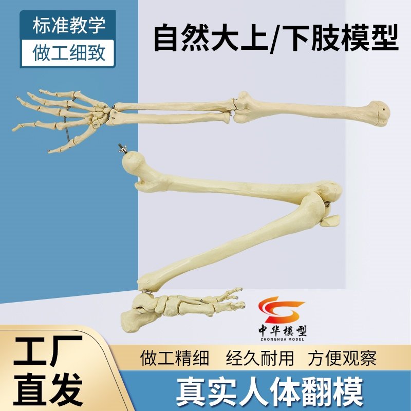 自然大人体上肢下肢骨骼模型成人手臂肱骨尺桡骨1比1手骨手掌脚骨