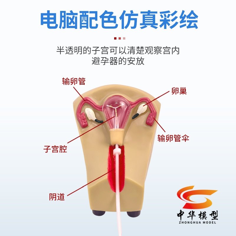 女性生殖器模型 宫颈子宫外阴道卵巢 妇科检查避孕教学1比1软硅胶