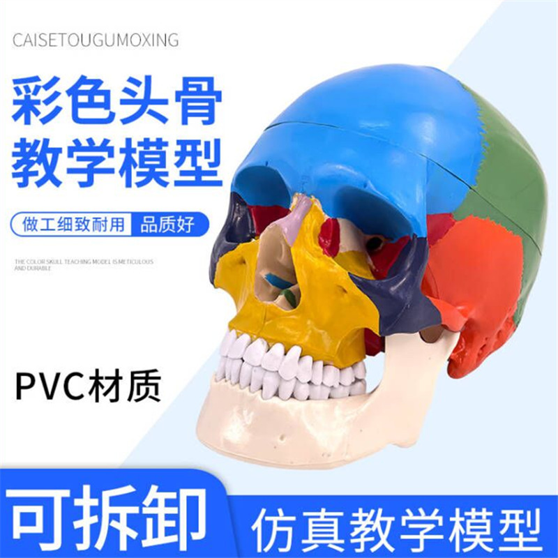 人体头颅骨着色模型 彩色头骨性分离模型带颈椎上色区分22块区域