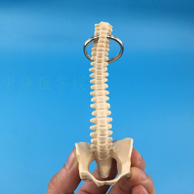 人体脊柱钥匙扣 小脊柱 脊椎 人体脊柱标本